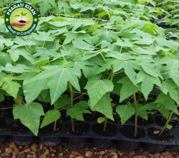 Organic Papaya Plant, Packaging Type : Polly Bag