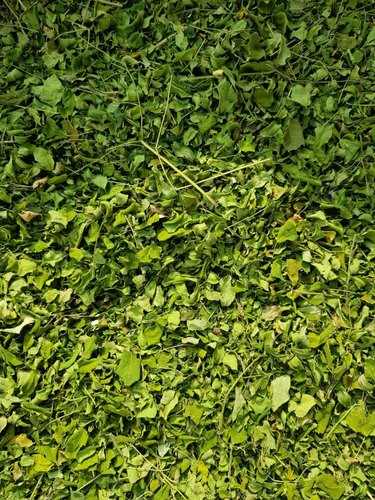 Organic Dried Moringa Leaves, For Cosmetics, Medicine, Feature : Exceptional Purity, Good Quality