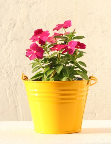 TABLE TOP AND HANGING BUCKET PLANTER, Color : Green, Light Blue, Pink, White, Yellow, Organe