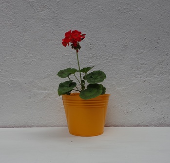 TABLE TOP BUCKET PLANTER SET, Color : YELLOW GREEN