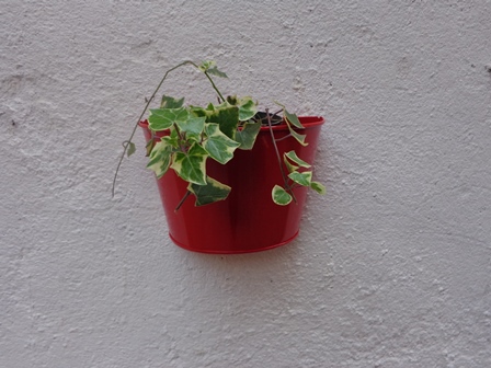 WALL PLANTER, Color : Red, Pink, Green, Yellow, Dark Blue