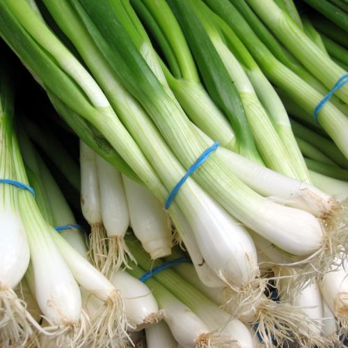 Organic Fresh Green Onion, For Enhance The Flavour, Human Consumption