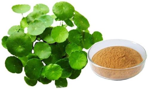 Herboil Chem Centella Asiatica Herb Extract