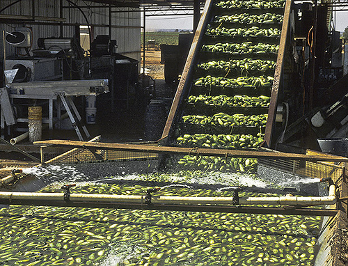 Processed Gherkins In Vinegar / Acetic Acid / Salt Brine