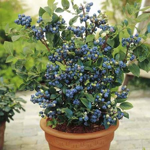 Organic Blueberry Plant, Color : Green