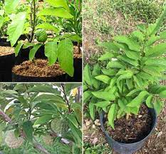 Custard Apple Plant, Color : Green