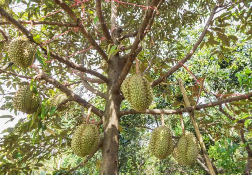 Durian Fruit Plant, Color : Green