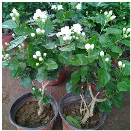 Organic Jasmine Plant, Color : Green