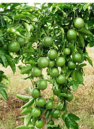 Passion Fruit Plant, Color : Green