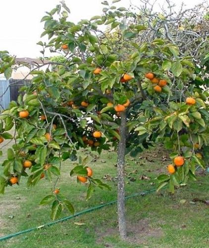 Persimmon Fruit Plant, Color : Green