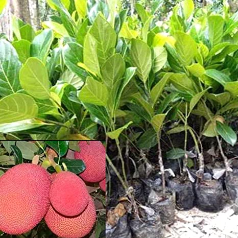 Thai Red Jackfruit Plant