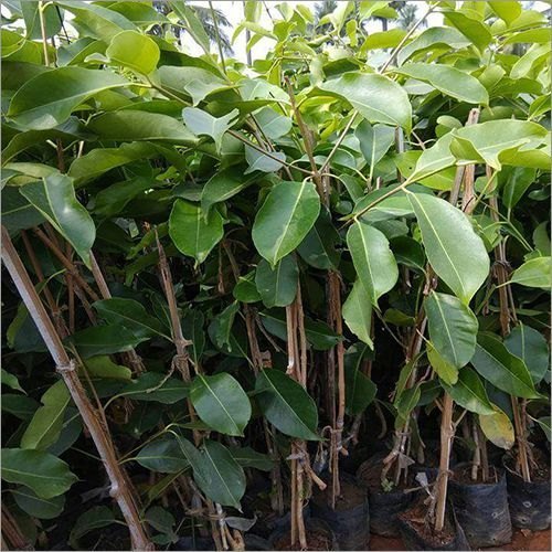 Organic White Jamun Plant, Color : Green