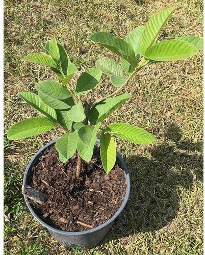 Guava Plant, Color : Green