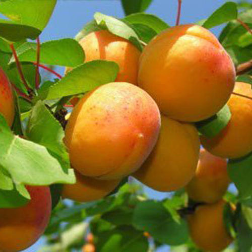 SIDHDHI VINAYAK Fresh Apricot, Certification : CE Certified, ISO 9001:2008, FSSAI Certified, FDA Certified