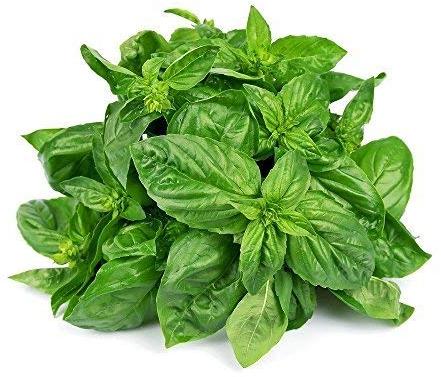 SIDHDHI VINAYAK Fresh Basil Leaves, Certification : CE Certified, ISO 9001:2008, FSSAI Certified, FDA Certified