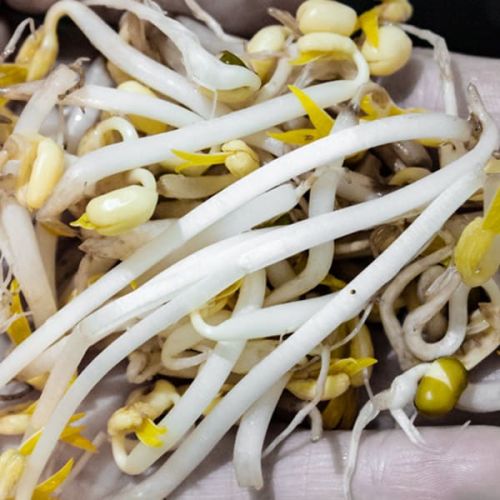 Fresh Bean Sprouts, Packaging Type : Jute Bags, Paper Box, Plastic Bag, Plastic Bags