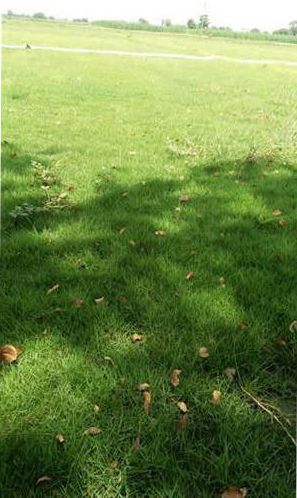 Mexican Lawn Grass, For Garden, Color : Dark Green