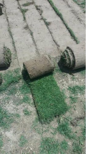 Nilgiri Grass Carpet, Color : Green