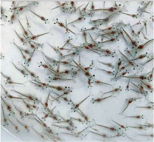 Vannamei Shrimp Seeds, For Fish Farming, Feature : Easy To Use