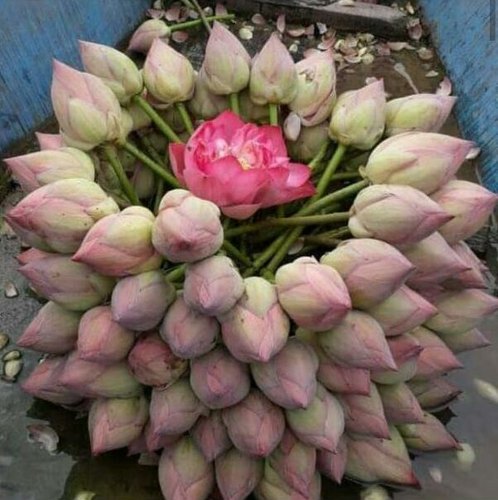 Fresh Lotus Flowers, Color : Pink