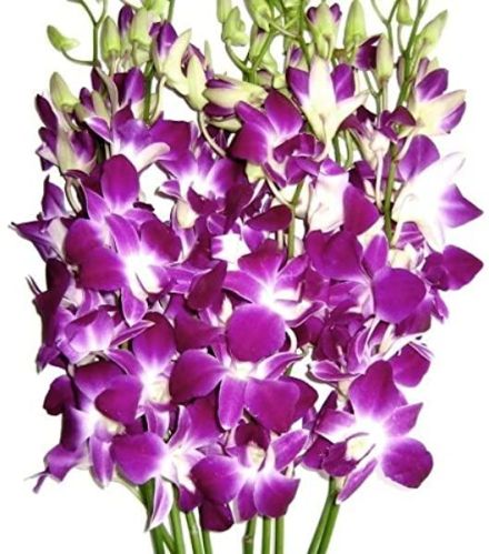 Organic Fresh Orchid Flowers, Occasion : Birthday, Making Perfumes, Party, Plantation, Weddings