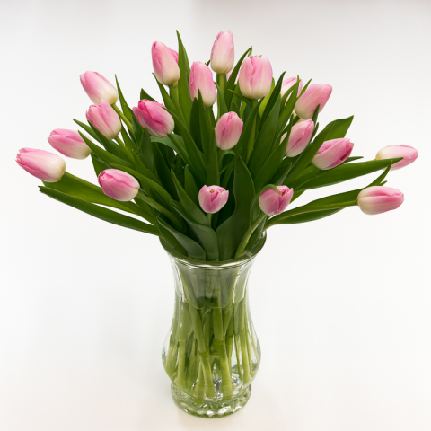 Organic Fresh Tulip Flowers, Shelf Life : 7days