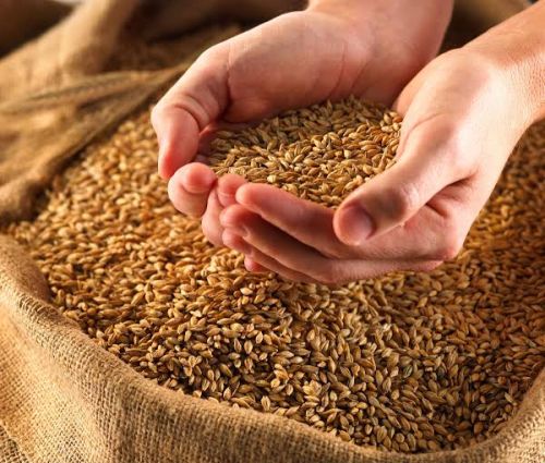 Common Wheat, For Bakery Products, Cookies, Cooking, Making Bread, Packaging Size : 10-20kg, 20-25kg