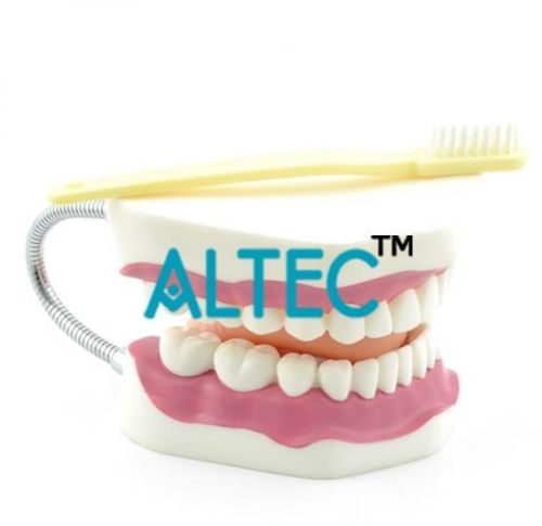 Dental Care Models, Size : 16 X 16 X 10 Cm Approx.