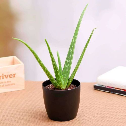 Organic Aloe Vera Plant, For Cosmetic, Medicines, Feature : Easy To Grow, Insect Free, Long Term Freshness