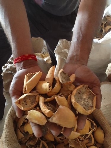 Dried Bitter Apple, Packaging Type : Jute Bags