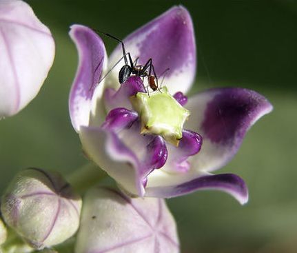 Fresh Crown Flower, For It Is Good Indigestion, Liver Disorders, Constipation