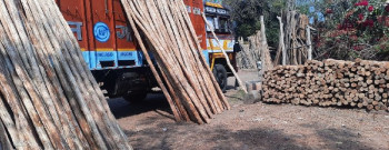 Nilgiri Bamboo Poles