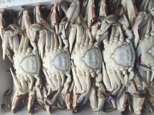 Fresh Crab, Certification : HALAL