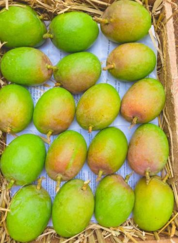 Natural Alphonso Mango, For Human Consumption, Packaging Size : 15kg, 20kg, 25kg