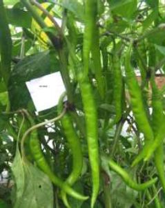 HP-HS4001 Hybrid Chilli Seeds