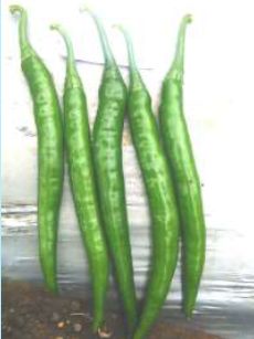 HP-ND4030 Hybrid Chilli Seeds