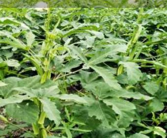 S1G Organic OKR-JM198 Hybrid Okra Seeds, For Agriculture, Packaging Type : Plastic Pouch, PP Bag