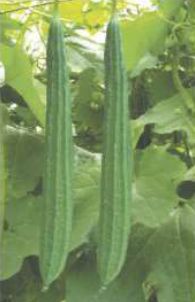 RG-NR3088 Hybid Ridge Gourd Seeds