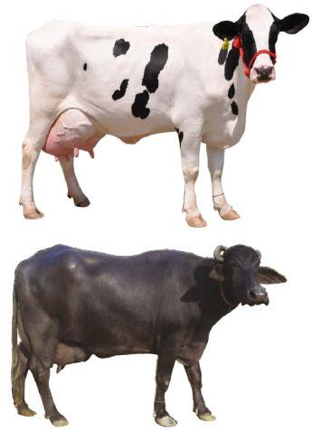 Agrobolite Vet Feed Supplement