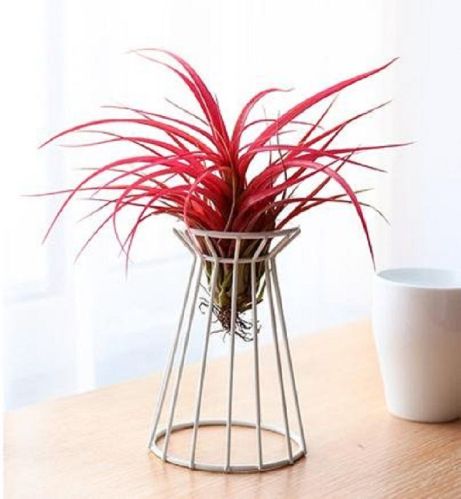 Round Powder Coated Iron Wire Planter Pot, For Home, Capacity : 0-10ltr