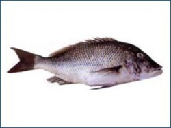 Fresh Emperor Red Snapper Fish, For Cooking, Making Medicine, Packaging Type : Carton