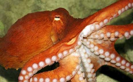 Fresh Octopus, Color : Red