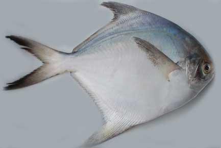 Fresh Pampus Argenteus Fish, For Human Consumption, Making Medicine, Color : Creamy