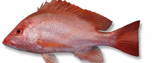 Fresh Red Snapper Fish, For Cooking, Making Medicine