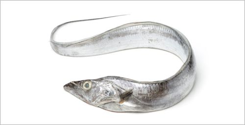 Fresh Ribbon Fish, For Human Consumption, Making Medicine, Making Oil, Feature : Non Harmful
