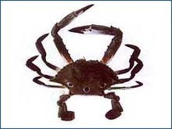 Fresh Sea Crab, For Restaurant, Packaging Type : Thermal Boxes