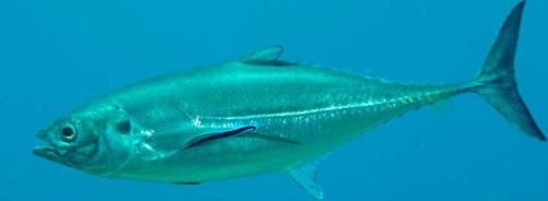 Fresh Trachurus Trachurus Fish, For Human Comsupbtion