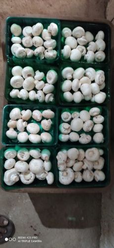 Button Mushroom, For Cooking, Style : Fresh