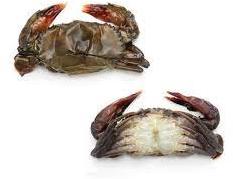 SOFT SHELL CRAB, Style : Frozen