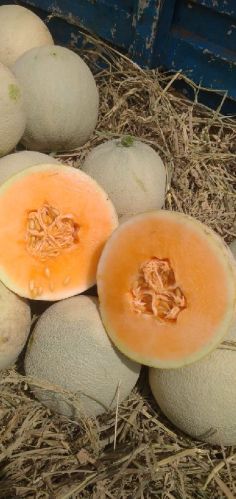 Natural Melon, For Cooking, Human Consumption, Color : Yellow